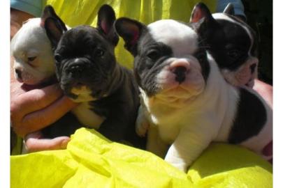 Frant�sische Bulldogge welpen