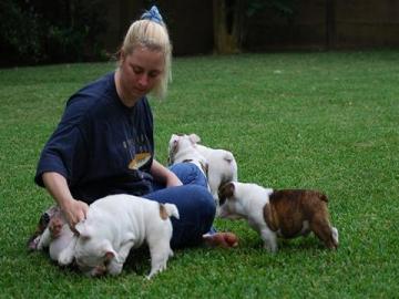Sehr s��e Englische Bulldogge welpen