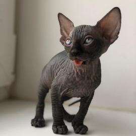 Baby kitten mit papieren