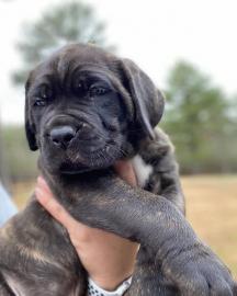 Kr?ftige Cane Corso Welpe mit Papiere