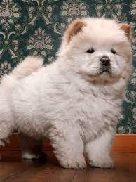 Chow Chow Welpen-whatsapp Nummer +436504