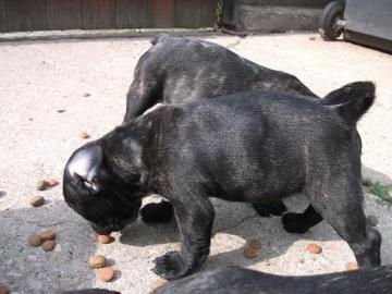 Franz�sische Bulldogge Welpe mit Papiere
