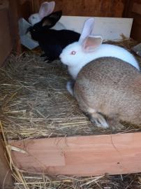 Kontinentale Riesenkaninchen