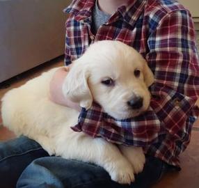 Loving Available Golden Retriever W