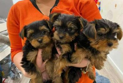 Mini Yorkshire Terrier welpen
