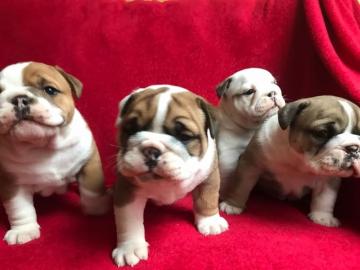 English Bulldog Welpen