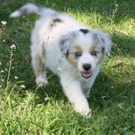 Australian Shepherd Welpen mit ASCA Papi