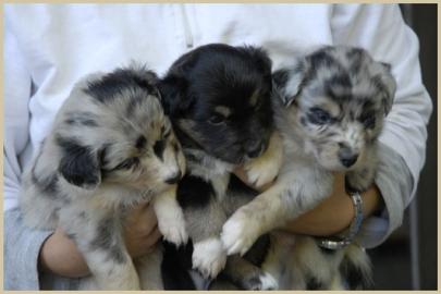 Australian Shepherd Welpen mit ASCA Papi