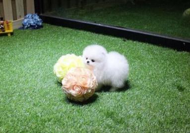 Zwergspitz Pomeranian Welpen mit papiere