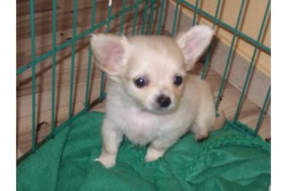 Chihuahua-Welpen in Langhaar und Kurzhaa
