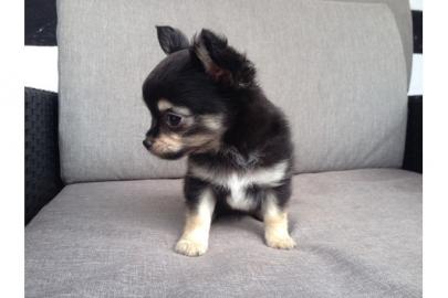 Chihuahua-Welpen in Langhaar und Kurzhaa
