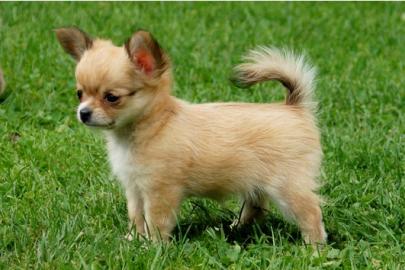 Chihuahua-Welpen in Langhaar und Kurzhaa