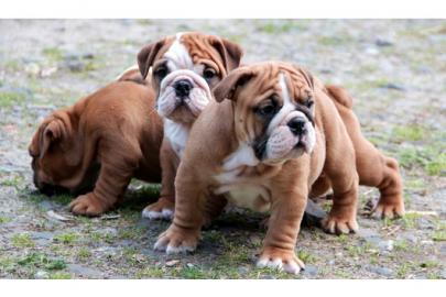Exklusive Englische Bulldogge Welpen
