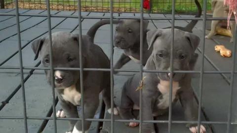 Magnificent American Pitbull Terrier Wel