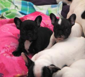 Knuffige Franz?sische Bulldoggen Welpen