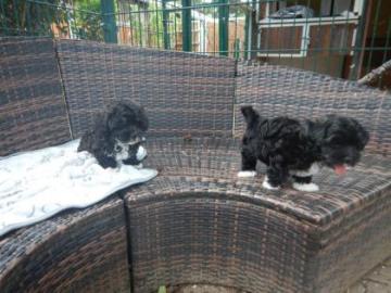 Bolonka Zwetna Welpen (R�den und H�ndinn