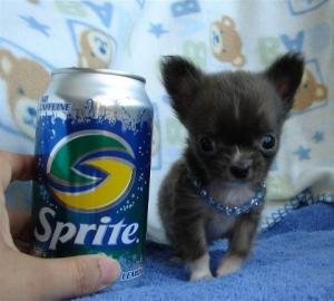 3 mini chihuahua welpen