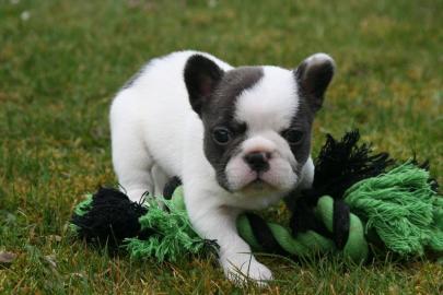 Franz�sische Bulldoggenwelpen mit Papier
