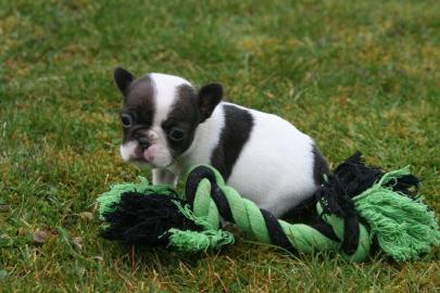 Franz�sische Bulldoggenwelpen mit Papier