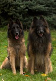 Belgischer Sch�ferhund - Tervueren, FCI