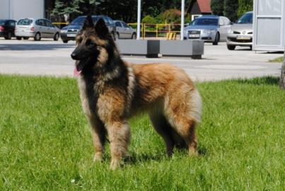 Belgischer Sch�ferhund - Tervueren, FCI