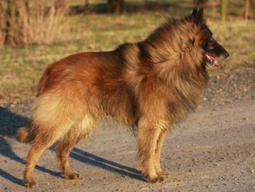 Belgischer Sch�ferhund - Tervueren, FCI