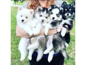 Erh?ltlich Pomsky Welpen mit Papieren wh