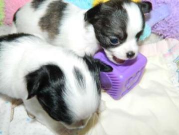 Mini Chihuahua Welpen