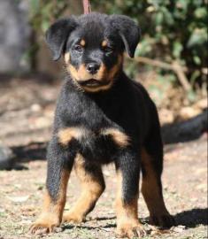 Top-Rottweilerwelpen!!!