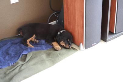 Top-Rottweilerwelpen!!!