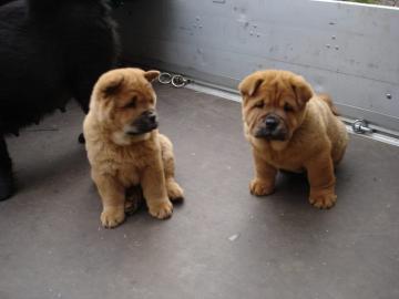 Chow Chow Welpen zu verkaufen whatsapp N