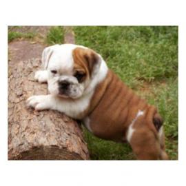 wundersch�ne typvolle engl.  Bulldoggen-W