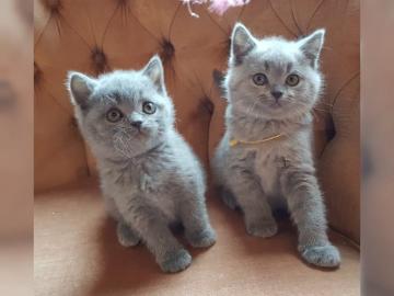 BKH Katzen in Blau mit Stammbaum