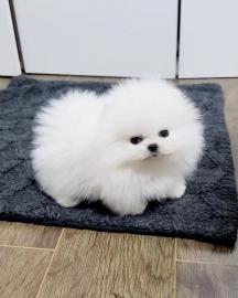 MINI POMERANIAN ZWERGSPITZ BOO WELPEN Z