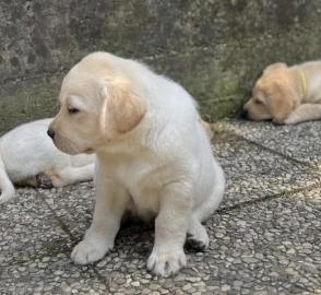 Labrador Retriever-Welpen zur Adoption!