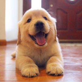 Sch�ne golden retriever-Welpen f�r die R