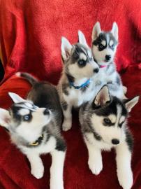 %^S?sse Wundersch?ne Gesunde Pomsky Welp