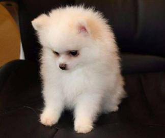 Wundersch�ne Mini Pomeranian Zwergspitz