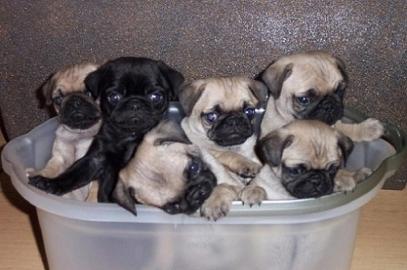 Mops Welpen in beige und schwarz