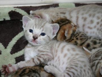 Weihnachten Ben Babys in brown tabby ros