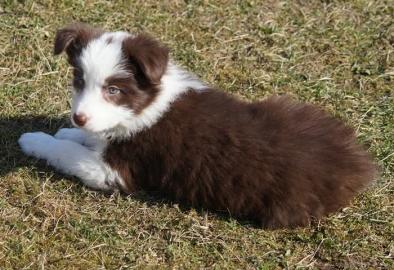 Border Collie Welpen - Schwarz mit wei�e