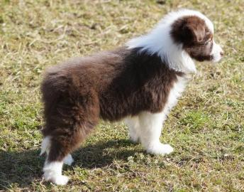 Border Collie Welpen - Schwarz mit wei�e