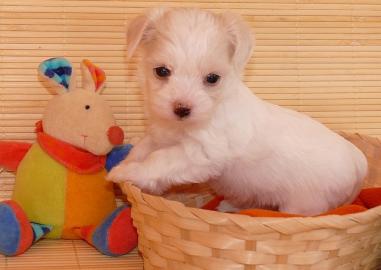 Tolle Bolonka Zwetna Kinder suchen liebe