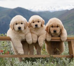 GOLDEN RETRIEVER WELPEN