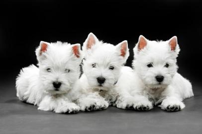 Erh?ltlich West Highland White Terrier W