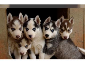 Husky welpen mit FCI Stammbaum WhatsApp: