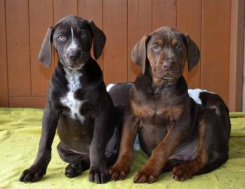 Louisiana Leopard Dog (Catahoula) Welpen