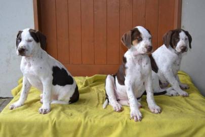 Louisiana Leopard Dog (Catahoula) Welpen