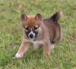 Shiba Inu puppies