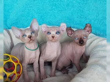 4S??e Sphynx Kittens